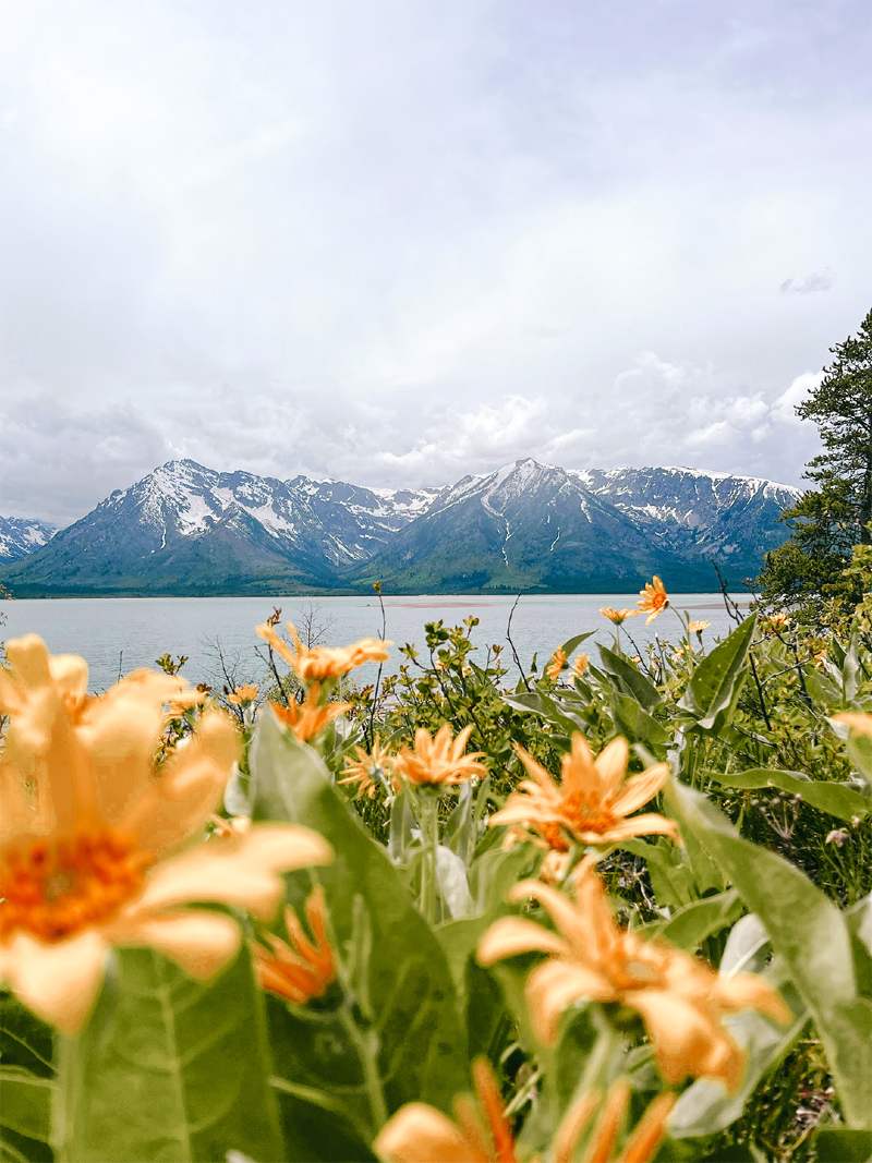 FlowerField